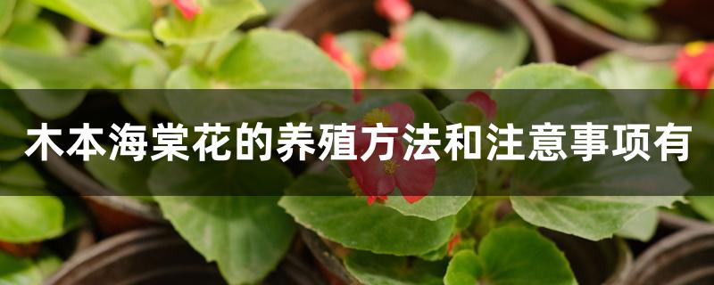 木本海棠花的养殖方法和注意事项有 木本海棠花的养殖方法和注意事项有