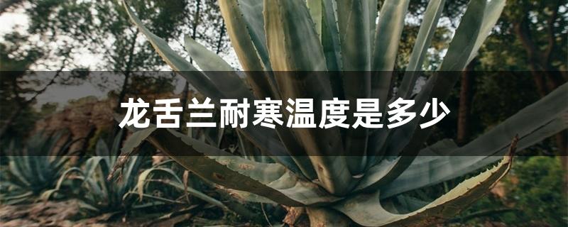 龙舌兰耐寒温度是多少 龙舌兰耐寒温度是多少