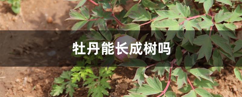 牡丹能长成树吗 牡丹能长成树吗
