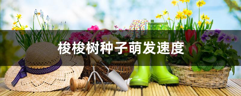 梭梭树种子萌发速度 梭梭树种子萌发速度