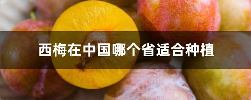 西梅在中国哪个省适合种植 西梅在中国哪个省适合种植
