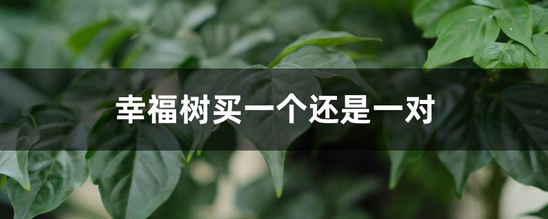 幸福树买一个还是一对 幸福树买一个还是一对