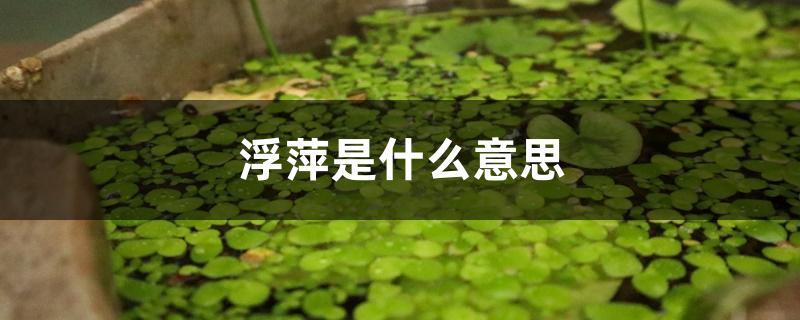 浮萍是什么意思 浮萍是什么意思