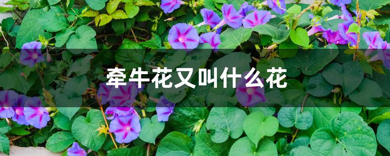 牵牛花又叫什么花 牵牛花又叫什么花