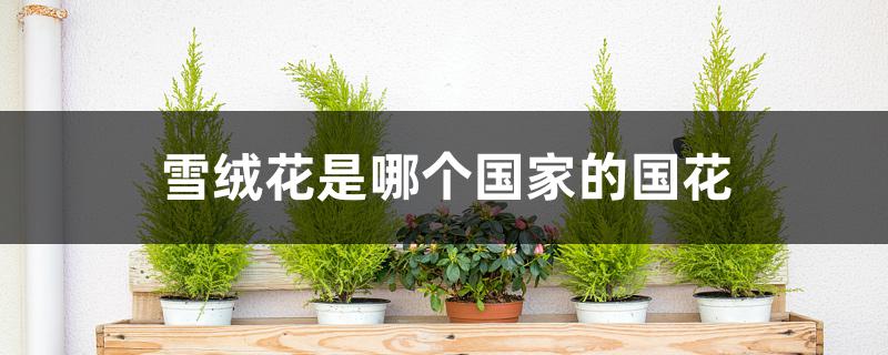 雪绒花是哪个国家的国花 雪绒花是哪个国家的国花