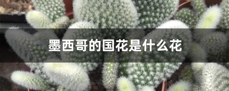 墨西哥的国花是什么花