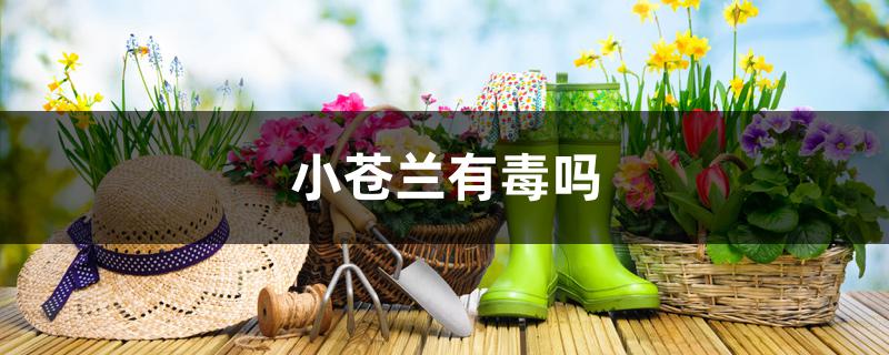 小苍兰有毒吗 小苍兰有毒吗