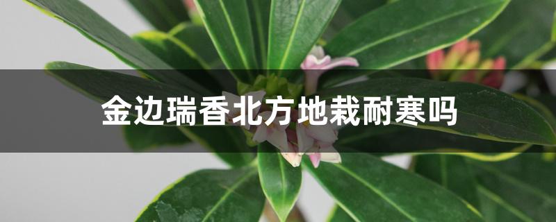 金边瑞香北方地栽耐寒吗 金边瑞香北方地栽耐寒吗
