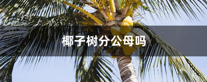 椰子树分公母吗 椰子树分公母吗