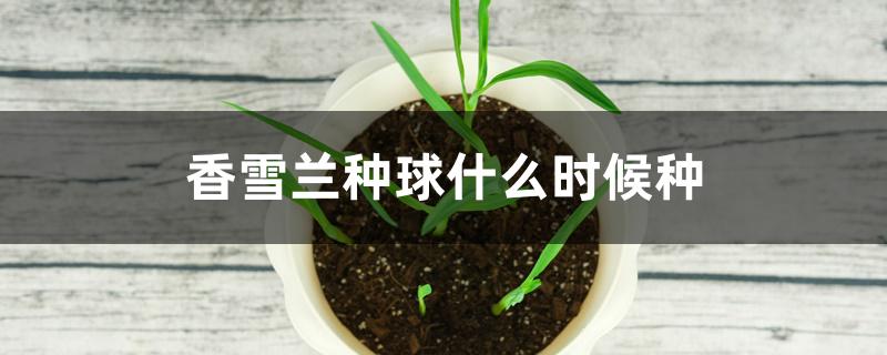 香雪兰种球什么时候种 香雪兰种球什么时候种
