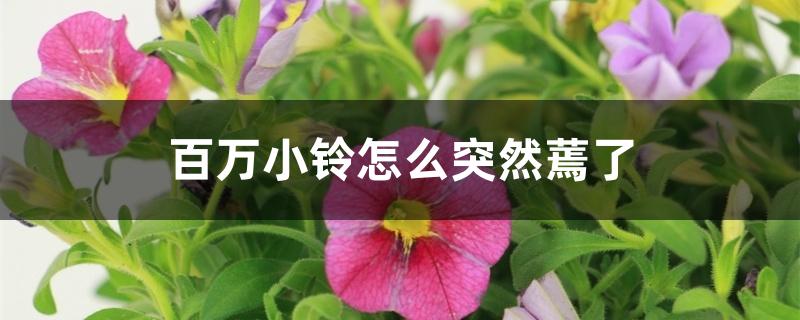 百万小铃怎么突然蔫了 百万小铃怎么突然蔫了