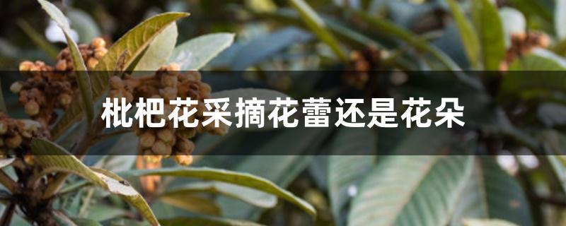 枇杷花采摘花蕾还是花朵 枇杷花采摘花蕾还是花朵
