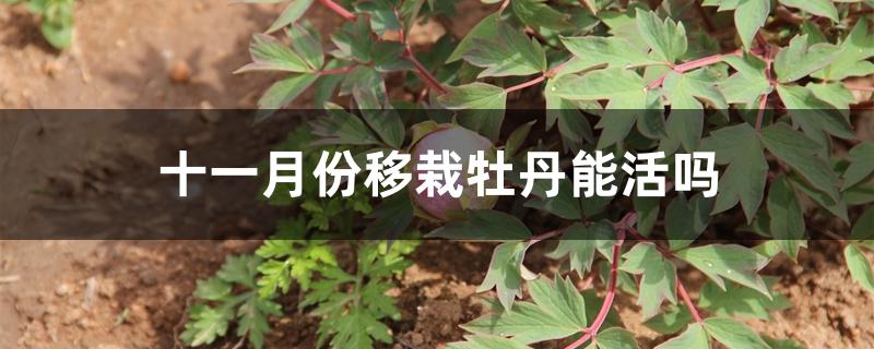 十一月份移栽牡丹能活吗 十一月份移栽牡丹能活吗