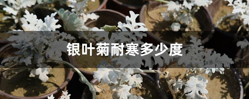 银叶菊耐寒多少度 银叶菊耐寒多少度