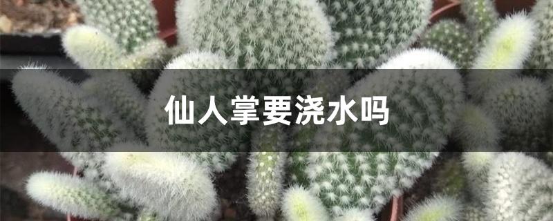 仙人掌要浇水吗 仙人掌要浇水吗