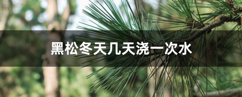 黑松冬天几天浇一次水 黑松冬天几天浇一次水