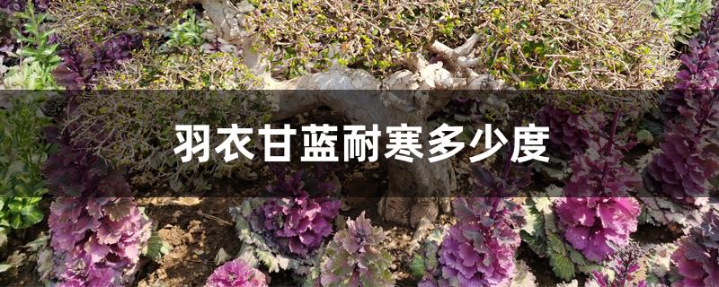 羽衣甘蓝耐寒多少度 羽衣甘蓝耐寒多少度