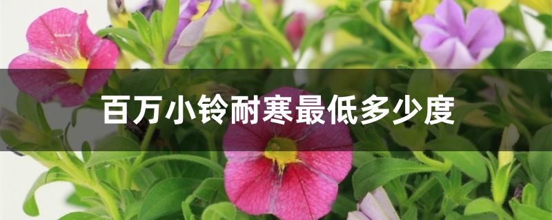 百万小铃耐寒最低多少度 百万小铃耐寒最低多少度