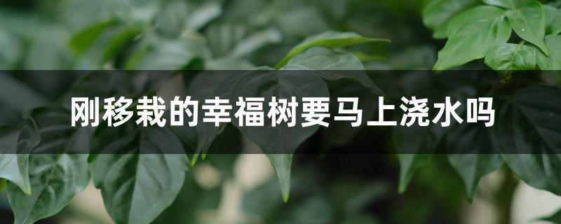刚移栽的幸福树要马上浇水吗 刚移栽的幸福树要马上浇水吗