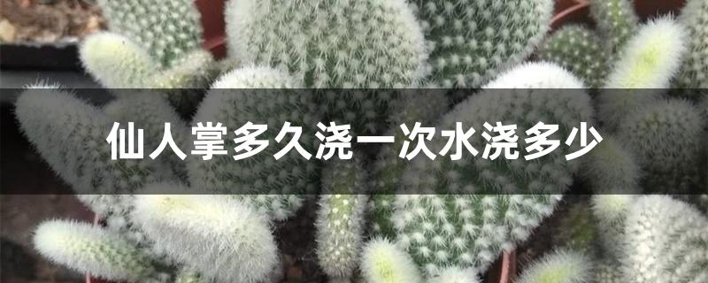 仙人掌多久浇一次水浇多少 仙人掌多久浇一次水浇多少