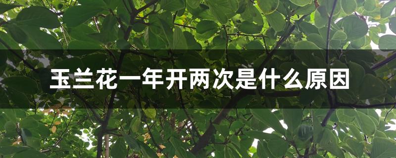 玉兰花一年开两次是什么原因 玉兰花一年开两次是什么原因
