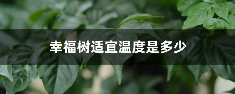 幸福树适宜温度是多少