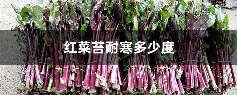 红菜苔耐寒多少度 红菜苔耐寒多少度