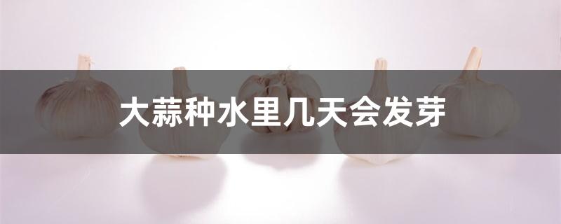 大蒜种水里几天会发芽 大蒜种水里几天会发芽