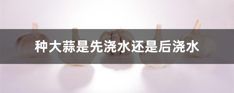 种大蒜是先浇水还是后浇水