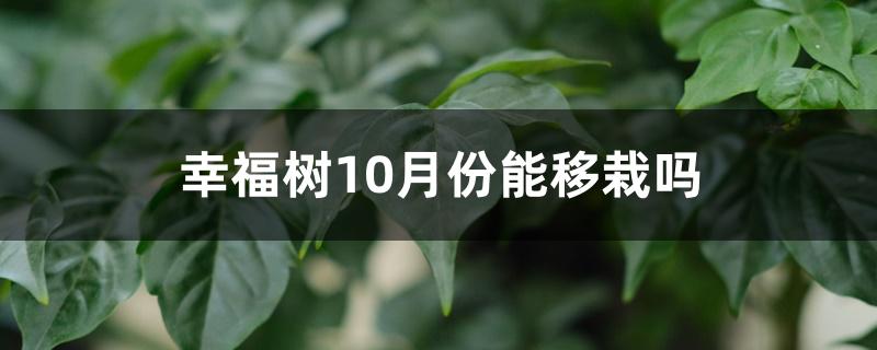 幸福树10月份能移栽吗 幸福树10月份能移栽吗