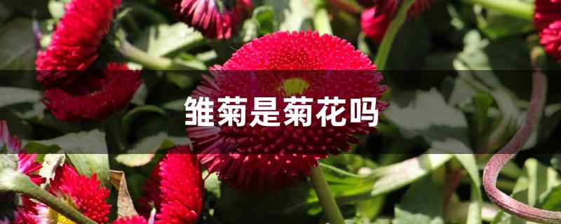雏菊是菊花吗