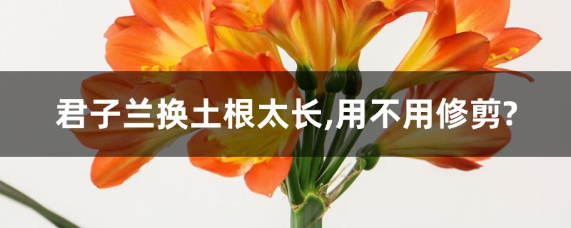 君子兰换土根太长,用不用修剪? 君子兰换土根太长,用不用修剪?