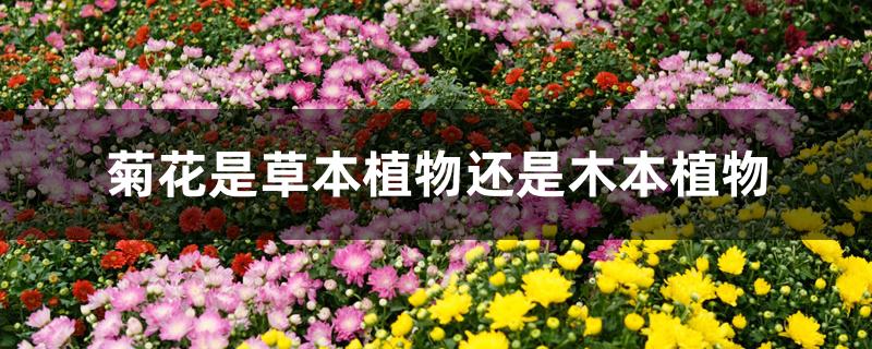 菊花是草本植物还是木本植物 菊花是草本植物还是木本植物