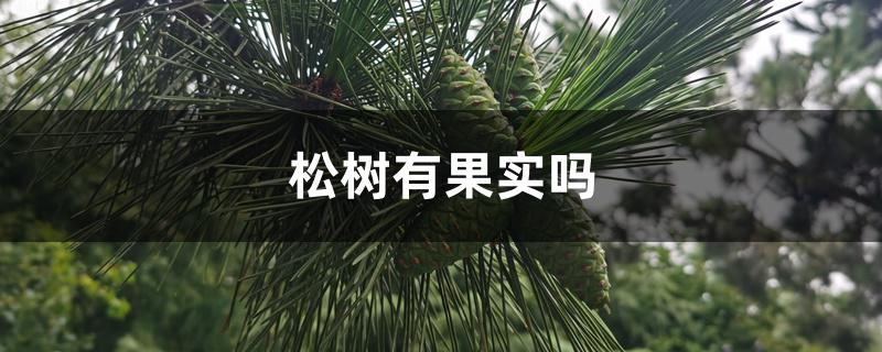 松树有果实吗 松树有果实吗