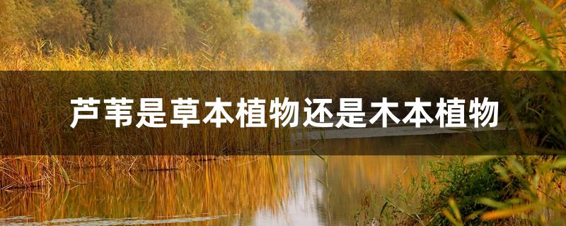 芦苇是草本植物还是木本植物 芦苇是草本植物还是木本植物