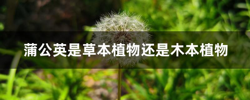蒲公英是草本植物还是木本植物 蒲公英是草本植物还是木本植物