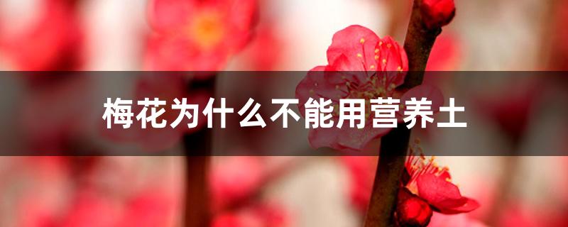 梅花为什么不能用营养土 梅花为什么不能用营养土