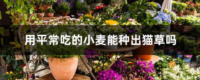 用平常吃的小麦能种出猫草吗 用平常吃的小麦能种出猫草吗