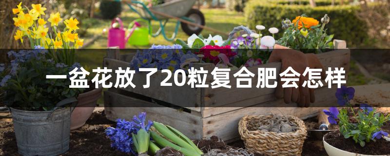 一盆花放了20粒复合肥会怎样 一盆花放了20粒复合肥会怎样