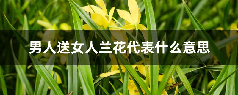 男人送女人兰花代表什么意思 男人送女人兰花代表什么意思