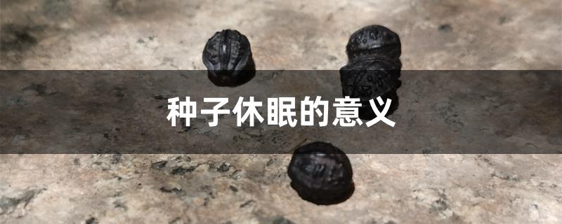 种子休眠的意义 种子休眠的意义