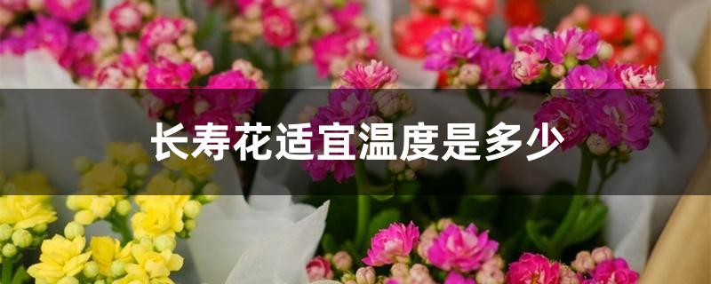 长寿花适宜温度是多少 长寿花适宜温度是多少