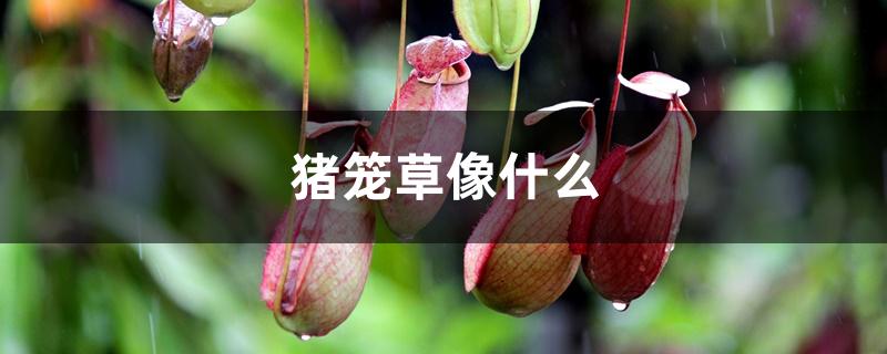 猪笼草像什么 猪笼草像什么
