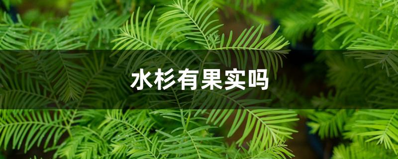 水杉有果实吗 水杉有果实吗