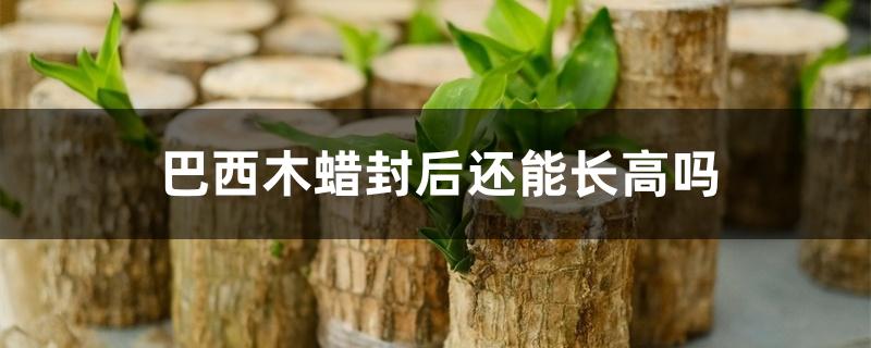 巴西木蜡封后还能长高吗 巴西木蜡封后还能长高吗