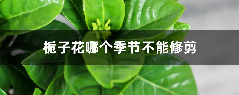 栀子花哪个季节不能修剪 栀子花哪个季节不能修剪