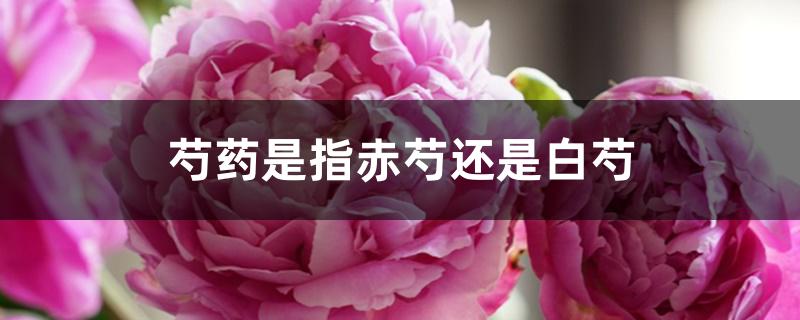 芍药是指赤芍还是白芍 芍药是指赤芍还是白芍