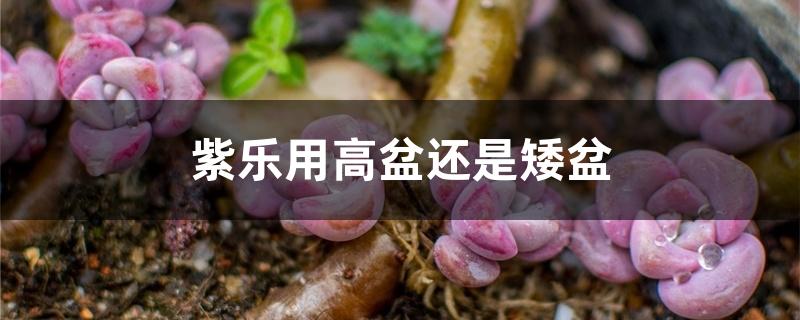 紫乐用高盆还是矮盆 紫乐用高盆还是矮盆