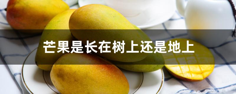 芒果是长在树上还是地上 芒果是长在树上还是地上