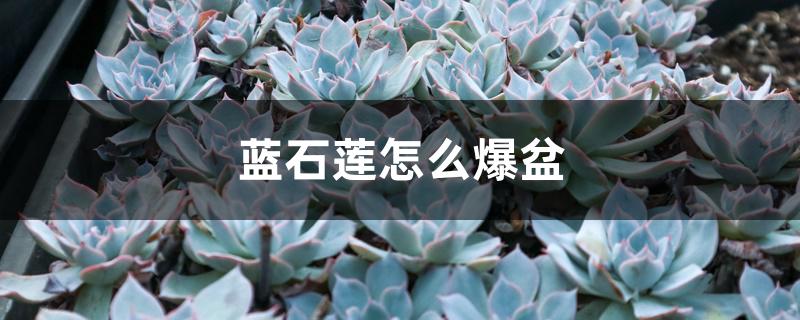 蓝石莲怎么爆盆 蓝石莲怎么爆盆